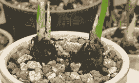 如何防治鸢尾根腐病