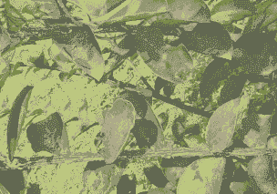 木槿煤污病防治方法