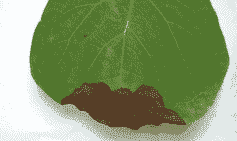 杂交玉兰叶枯病的症状以及防治措施