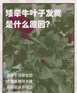 矮牵牛茎腐病的症状及防治方法