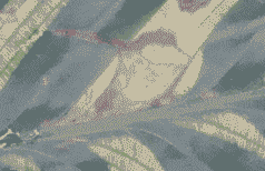 孔雀竹芋叶斑病的防治