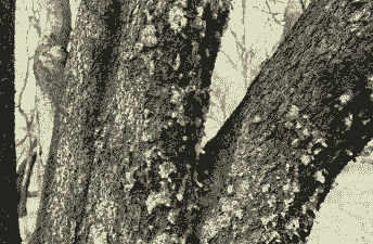 红叶李流胶病的防治