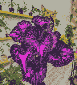 秋海棠黄斑花叶病的防治方法