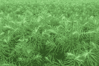 杉苗赤枯病症状及防治