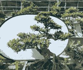 中华蚊姆盆景的制作与养护