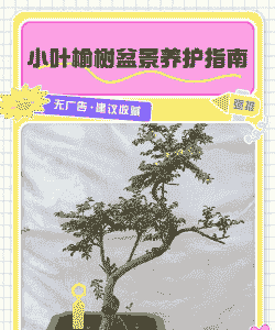 阳台上榆桩的养护