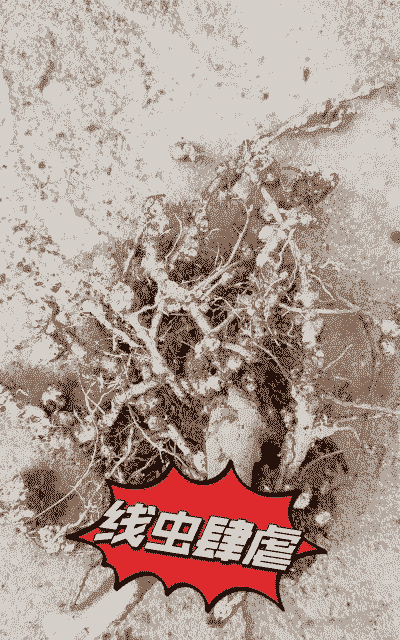 罗汉果根结线虫病的防治方法