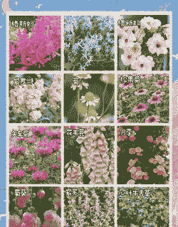 花卉的分类之草本花卉介绍