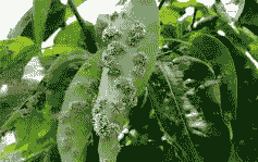 水蜡锈病症状及防治