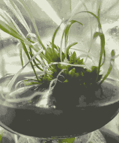 百合的组织培养