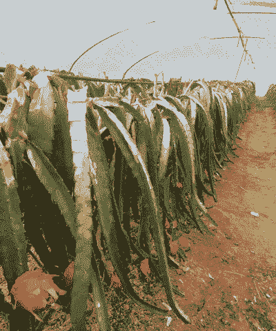 火龙果丰产栽培技术