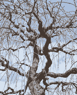 垂枝梅繁殖技术