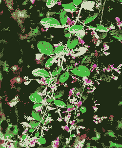 胡枝子部分种源生长节律