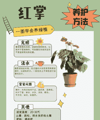 红掌花卉养殖方法