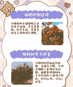 当前沙糖桔施肥管理要点