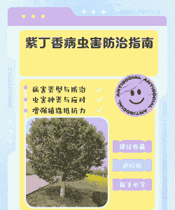 丁香细菌性疫病防治技术