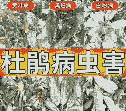 杜鹃黑痣病的发生及防治方法