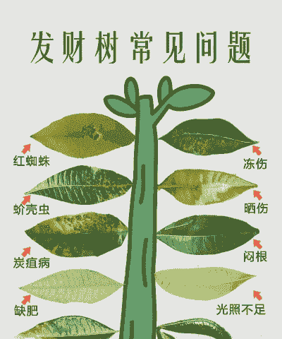 发财树冬季发生病害防治