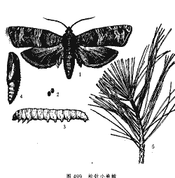 松针卷蛾的防治方法|形态特征|发生规律