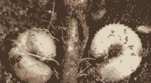 香椿小地老虎的发生规律及防治方法