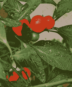 防治冬珊瑚病虫害