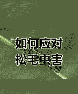 三招将松毛虫统统消灭