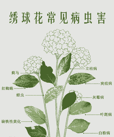 植物常见病虫害简单介绍