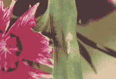 石竹褐斑病防治方法