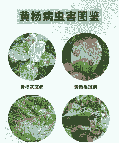 黄杨病虫害的防治问题