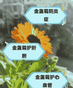 金盏菊潜隐病的发生及防治