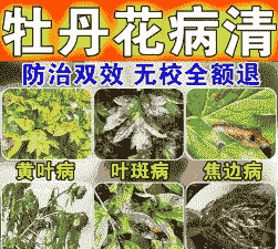 牡丹灰霉病防治措施