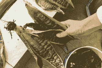 虎尾兰根腐病的防治方法