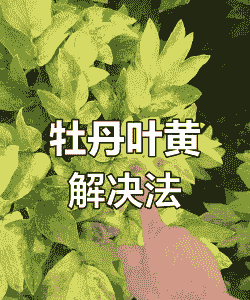 牡丹缺铁黄叶病的发生及防治