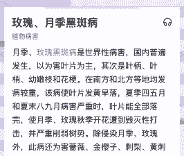 月季 黑星病防治