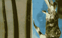 水仙鳞茎基腐病的防治方法