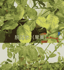 月季灰斑病的症状及防治方法