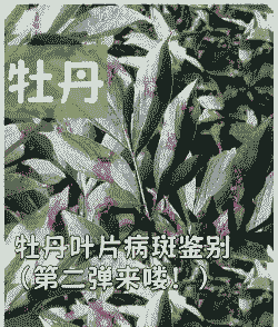 牡丹红叶病的防治方法