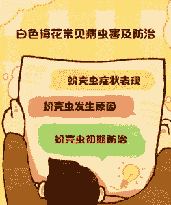 梅花常见的虫害及其防治