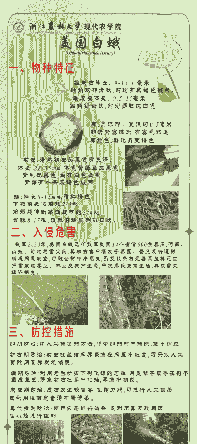 美国白蛾的发生规律及防治方法