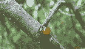 白腊褐斑病防治