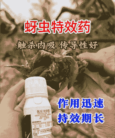 冬桃蚜虫防治技术