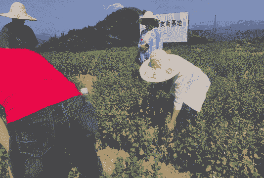 黄山贡菊的病虫害防治