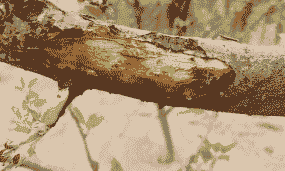 盐醋碱防治苹果树腐烂病