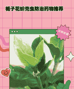 栀子花寄生了粉蚧怎么办