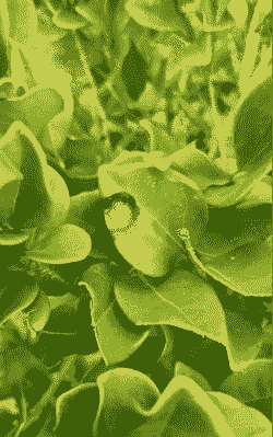 金叶女贞枯萎病症状及防治方法