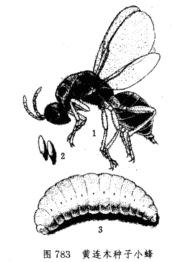 黄连木种子小蜂综合防治