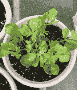 花毛茛主要病害的识别及防治(下)