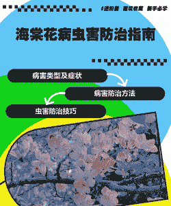海棠主要病虫害有哪些,怎么防治
