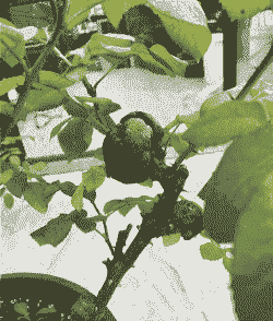 月季根瘤病怎么治