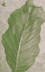 黄刺蛾危害与防治(又名巴子,洋辣子)(鳞翅目)